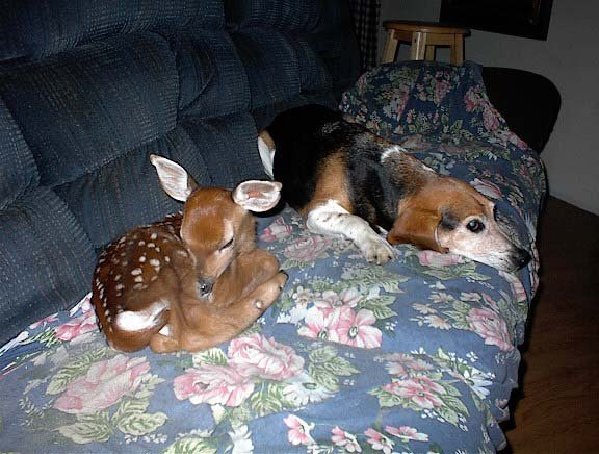 Baby+deer+and+dog