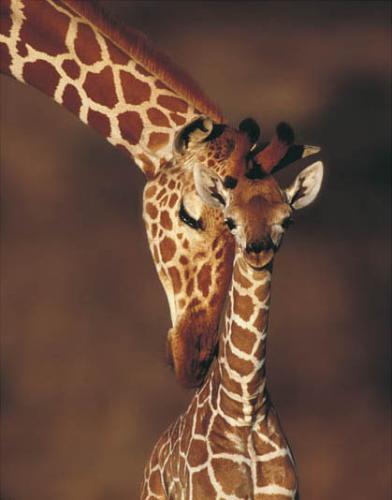 Baby Giraffe and Mom Baby Giraffe and Mom