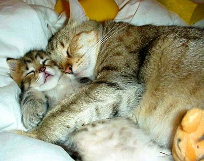 Cat and Kitten Cat and Kitten