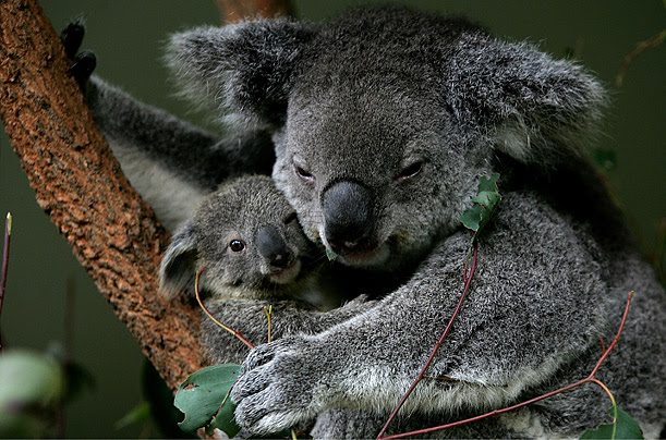 Koala Mom and Baby Koala Mom and Baby