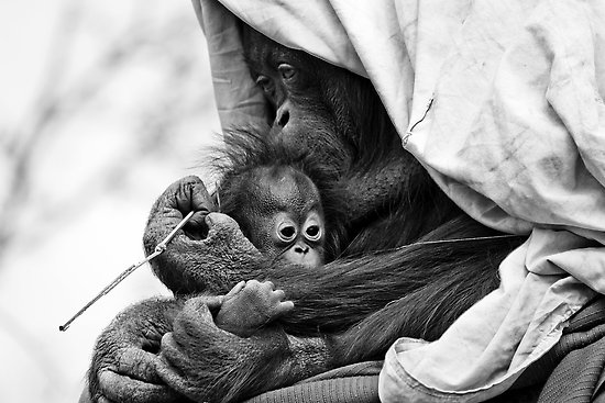 Orangutan Mother and Infant Orangutan Mother and Infant