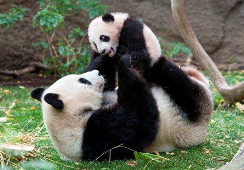 Panda Mom and cub Panda Mom and cub