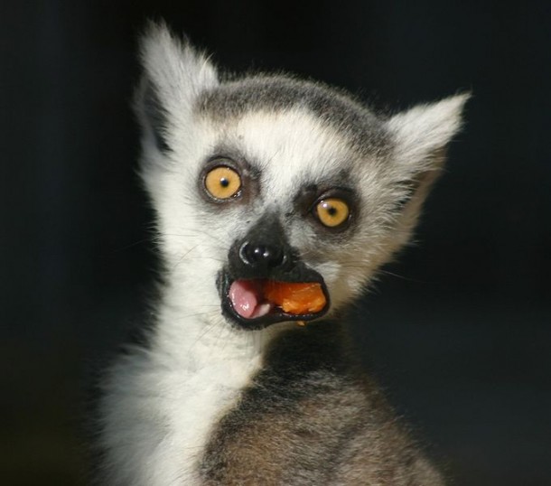 Ringtail Lemur